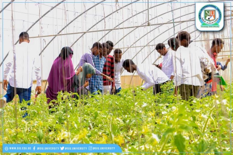 Ardayda Kulliyadda Culuumta Beeraha iyo Deegaanka ee Jaamacadda SIU ayaa maanta tababbar kusoo qaadatay beero kuyaalla duleedka Muqdisho.